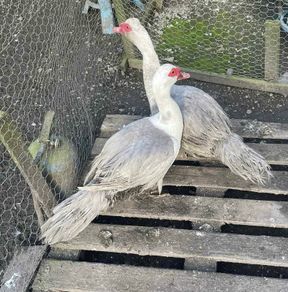 Muscovy drakes