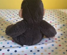 teddy