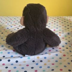 teddy