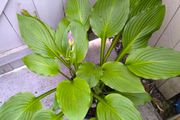 garden plants