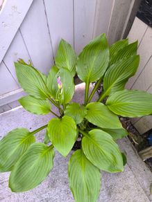 garden plants