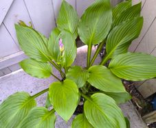 garden plants