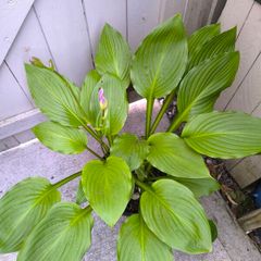 garden plants