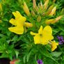 Evening primrose Image 2
