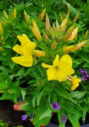 Evening primrose