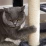 New Small Cat Condo Tower Play Area - FREE Delivery Image 5