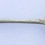 Vintage Scottish Silver Plated Spoon Image 6