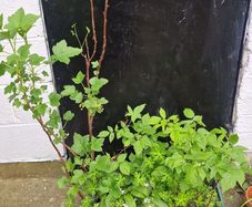 plant raspberry seedlings, blackcurrant, wild garlic