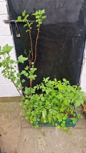 plant raspberry seedlings, blackcurrant, wild garlic