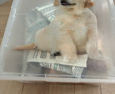 free dog stuff