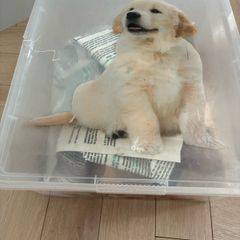 free dog stuff