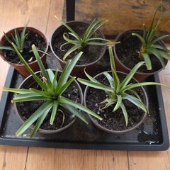 5 mini pineapple plants