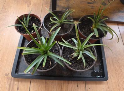 5 mini pineapple plants