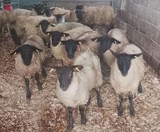 Suffolk Ewe Lambs