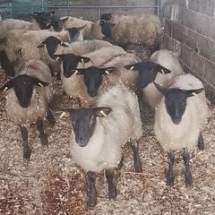Suffolk Ewe Lambs
