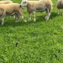 Texel ram lambs Image 8