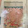 Vintage Poster Anatomical Wall Chart 1940s Image 9