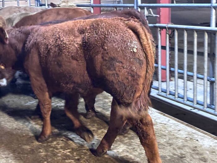 9 top quality suckler bred bull Weanlings for sale