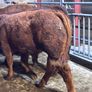 9 top quality suckler bred bull Weanlings for sale Image 2