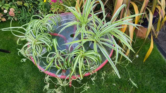 Spider Plant's