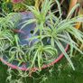 Spider Plants Image 6