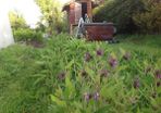 Organic Russian Comfrey Bocking #14