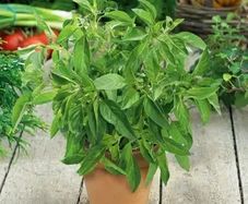 (B) Lemon Basil seeds 0.5g (184090)