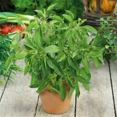 (B) Lemon Basil seeds 0.5g (184090)