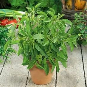 (B) Lemon Basil seeds 0.5g (184090)
