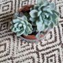 Small house plant bundle + variegated Monstera Image 10