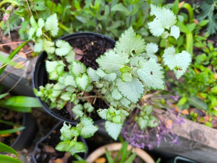 garden plants