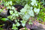 garden plants