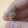 Vintage Himalayan 9 Eyes Tibetan Agate Dzi Bead Amulet Image 4