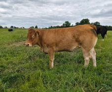 Pedigree Limousin Heifer