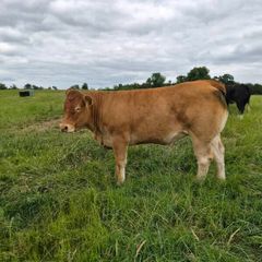 Pedigree Limousin Heifer