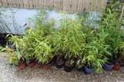 Clumping bamboo