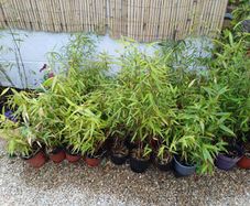 Clumping bamboo