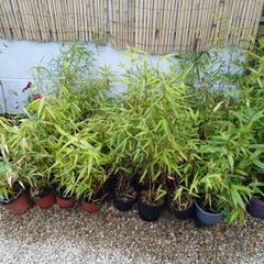 Clumping bamboo