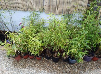Clumping bamboo