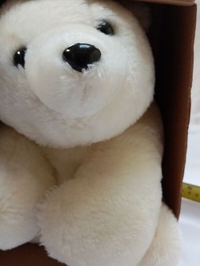 White Bear in a box