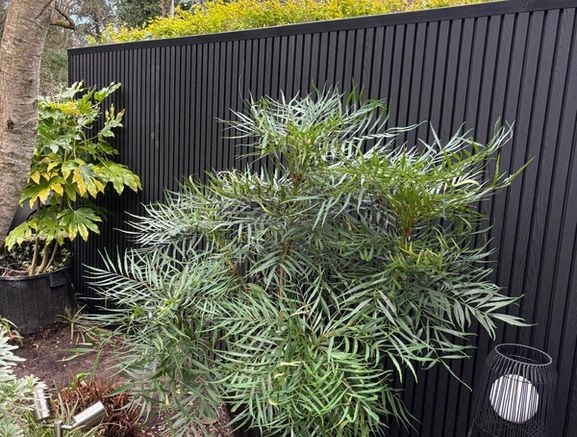 Composite cladding