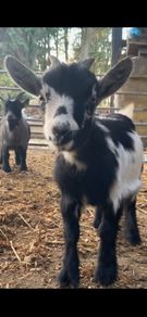x2 Pygmy Goats
