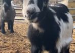 x2 Pygmy Goats