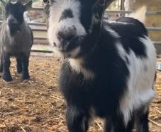 x2 Pygmy Goats