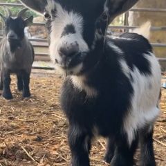 x2 Pygmy Goats