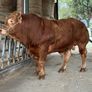 Limousin bulls Image 6