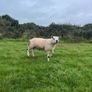 Texel rams for sale Image 2