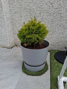 Large Plant Pot