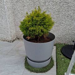 Large Plant Pot