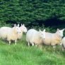 Cheviot Ewe Lambs Image 5